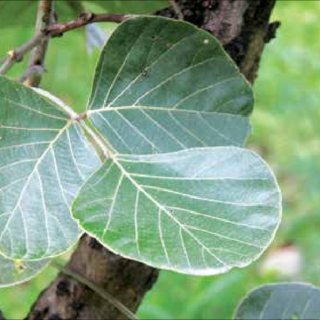 palash-leaf